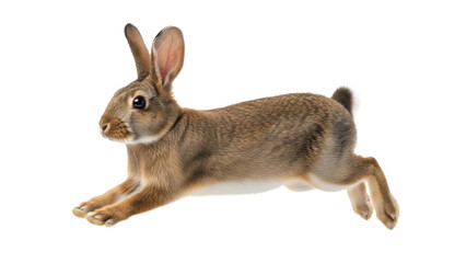 Running Rabbit PNG on a Transparent Background for Easter