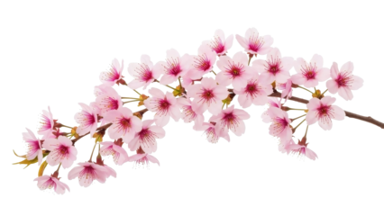 Cherry blossom branch with pink flowers on transparent background PNG