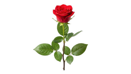 Red Rose Isolated on Transparent PNG Image