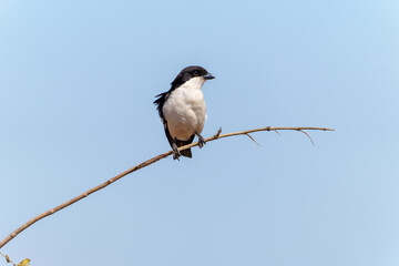 Southern Fiscal (Lanius collaris) portrait on branch against blue sky