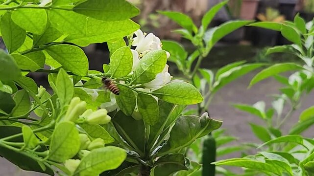 Tiny honeybee foraging nectar on fresh green buds in sunny garden broll. Macro pollinator insect feeding on small white blossoms among leaves. Closeup worker bee collecting pollen on young flower buds