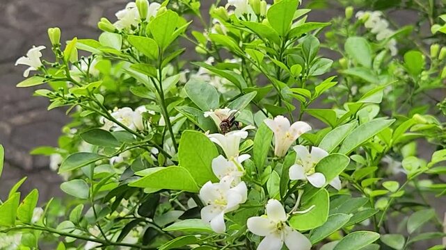 Tiny honeybee foraging nectar on orange jasmine flowers in green shrub. Macro pollinator collecting pollen from white murraya blossom cluster. Closeup worker bee feeding among glossy leaves