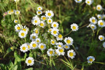 Fototapeta premium Closed up of Chamomile gardenfield a little yellowish white flowers commonly called German chamomile daisy.One of popular herb. Flower of garden or medicinal chamomile (Matricaria recutita). concept