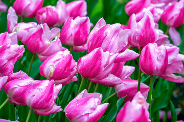 Fototapeta premium Bright tulips in spring blossom in the park 