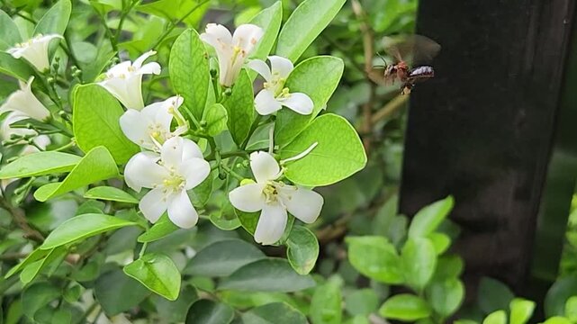 Tiny honeybee foraging nectar on orange jasmine blossoms in leafy shrub. Macro pollinator collecting pollen from white murraya flowers outdoors. Closeup worker bee feeding on fragrant jasmine bloom 