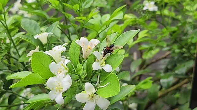 Tiny honeybee foraging nectar on orange jasmine blossoms in green hedge. Macro pollinator collecting pollen from white murraya flowers outdoors.