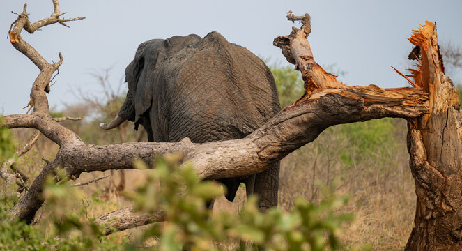 Elefant im Busch vom Kr&uuml;ger National Park - Kruger Nationalpark S&uuml;dafrika
