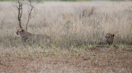 Gepard - Geparde im Busch vom Krüger National Park - Kruger Nationalpark Südafrika © Natascha