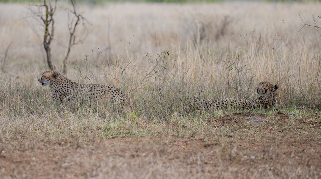 Gepard - Geparde im Busch vom Kr&uuml;ger National Park - Kruger Nationalpark S&uuml;dafrika