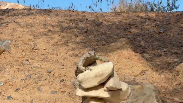 A large Spiny‑tailed Lizard (Uromastyx) crawls over pale rocks in a bright desert environment, showcasing its rugged, heat‑adapted form.