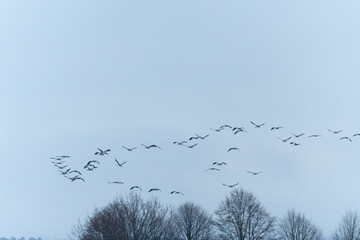 birds in the sky © Plesca