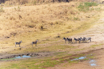 Fototapeta premium Aerial of Grant's zebra (Equus quagga boehmi) near puddles in savannah.