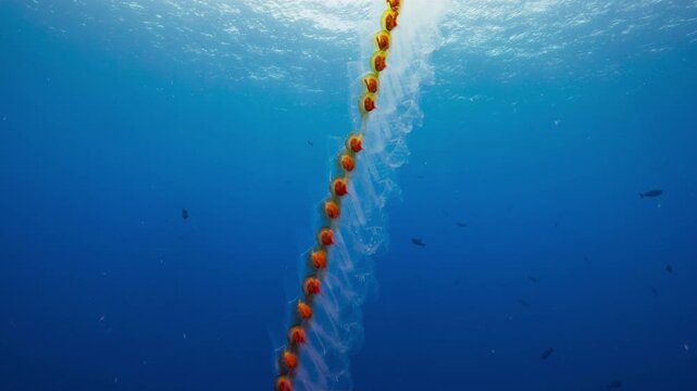 Underwater shot of a long chain of Pelagic Salps drifting in open blue water