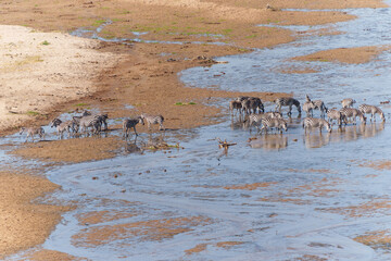 Fototapeta premium Tarangire River a water source for much life in the National Park in dry season becomes a pattern of streams attracts animals, from above zebra (Equus quagga boehmi) below crossing shallow river.