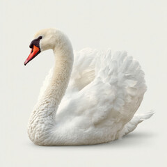 Obraz premium Graceful white swan with fluffy feathers on a serene background