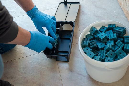 Professional exterminator loading blue rodenticide blocks into a dark tunnel bait station