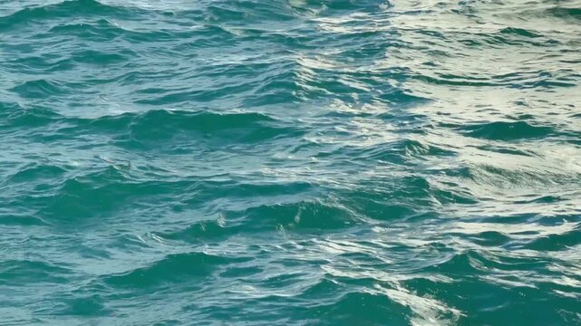 Blue ocean water shimmers behind the Natural History Museum, creating a calm, scenic backdrop of nature and architecture.