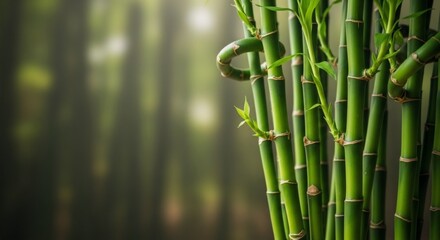 Close-up of bamboo stems on defocused background, copy space available.