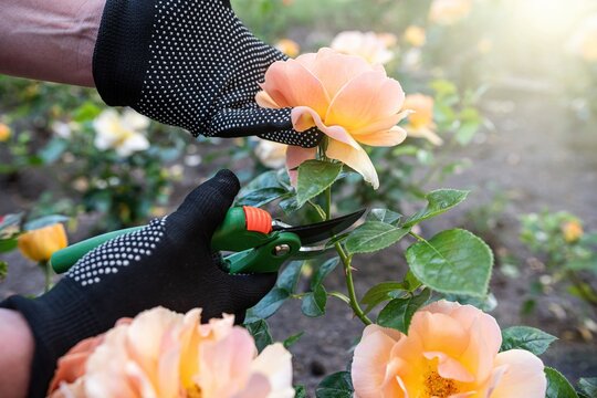 Orange roses pruning in garden with secateurs, floral gardening work and plant care concept