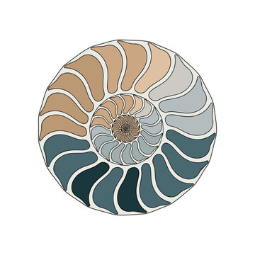 Intricate spiral design of a nautilus shell with soft color gradients on a white background