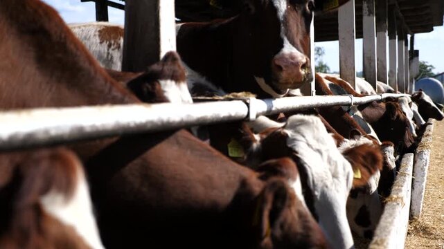 Long row of cattle chewing fodder at milk factory. Well-groomed cows eating hay on dairy farm. Herd of kines feeding by dry grass at cowshed. Concept of agriculture industry and animal husbandry