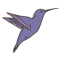 Obraz premium Animal hummingbird illustration