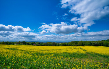 Obraz premium Sunlit Canola Field With Rolling Hills, Lush Yellow Canola Fields Beneath Sky Filled With Clouds And Gentle Hills