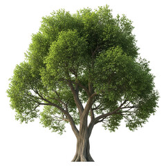 Lush green tree isolated on transparent background