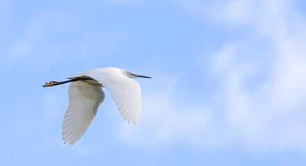 Fototapeta premium Egret in Flight Against Blue Sky