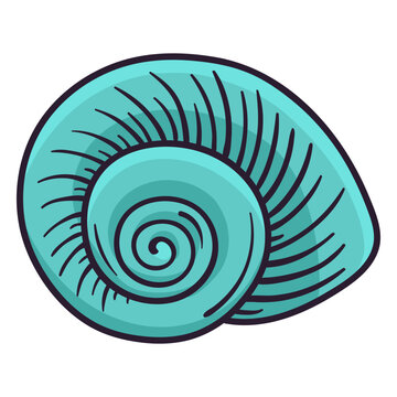 Seashells nautilus hand drawn