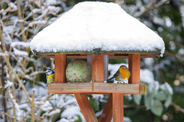 a blue tit and a robin redbreast in winter at a bird feeder with a snow-covered roof in the garden © mschauer