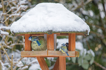 three blue tits in winter at a bird feeder with a snow-covered roof in the garden © mschauer