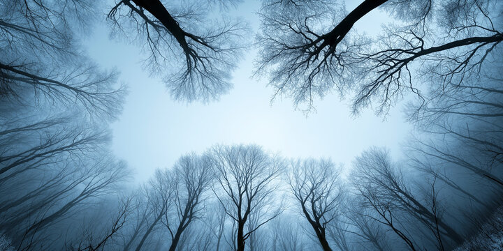 Bare trees reaching sky in a misty winter forest with a wide angle view, creating a mysterious and ethereal scene - Powered by Adobe