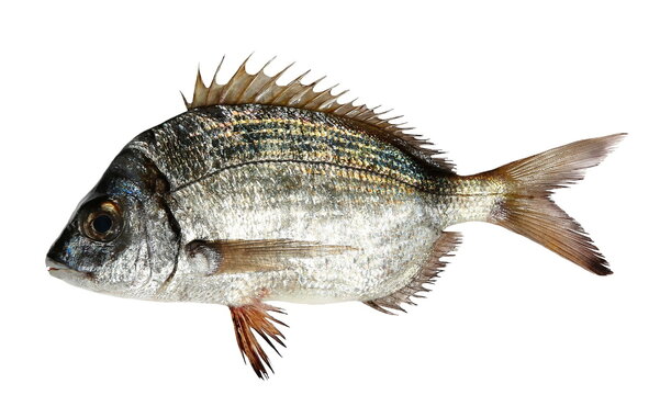 Common white seabream, diplodus sargus, sargo isolated on white background, clipping path