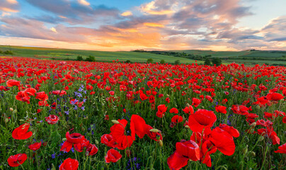 field of red poppies