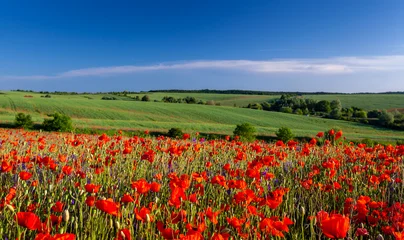 Fotobehang Klaprozen field of poppies and blue sky  © Maksym Dykha