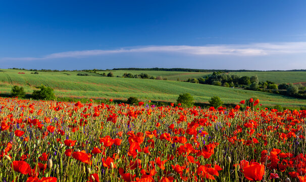 field of poppies and blue sky