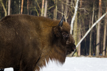 Fototapeta premium Stado żubrów w zimowym lesie Pszczyna Jankowice Polska