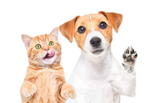 Portrait of a licking Scottish Straight kitten and cute Jack Russell terrier dog, waving his paw, isolated on a white background