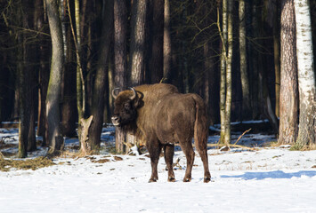 Stado żubr&oacute;w w zimowym lesie Pszczyna Jankowice Polska