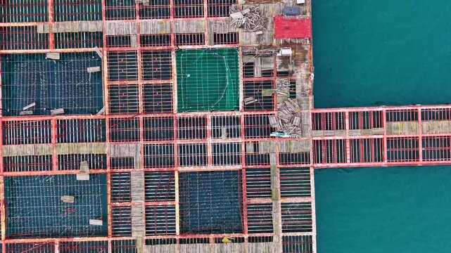 Mussel farm is set in the sea with multiple sections visible. Workers are managing the crop and equipment. The farm is busy with activity during the day as the tide influences the farm.