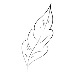 Single leaf plant hand drawn