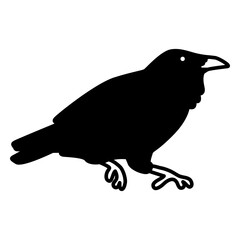 Obraz premium Crow wild bird