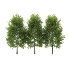 Three tall trees isolated on transparent background