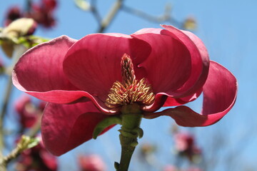 red magnolia © Роман Хмелівський