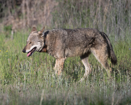 Red Wolf in North Carolina