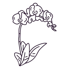 Fototapeta premium Larkspur flower stroke