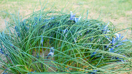 Fototapeta premium Desert Iris (iris tenuiflia). Areg. Spring in the White Desert (Akkum), where the Aral Sea once stood. Carex arenaria around