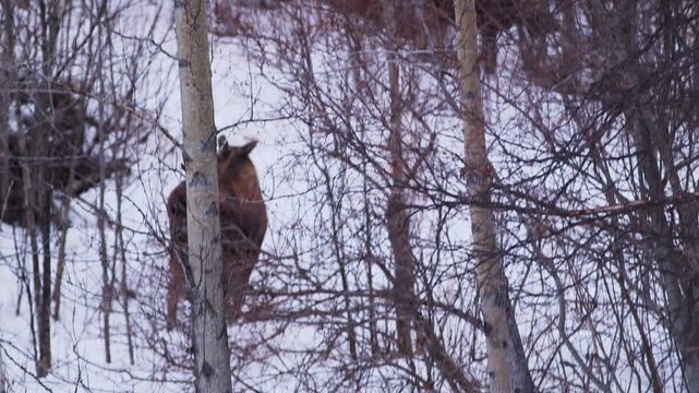 Wild moose in Alaska walking in the forest