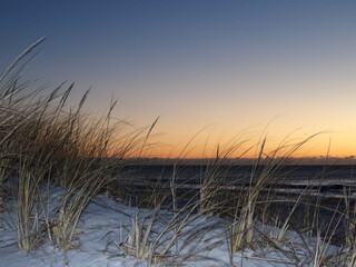 reeds at sunset